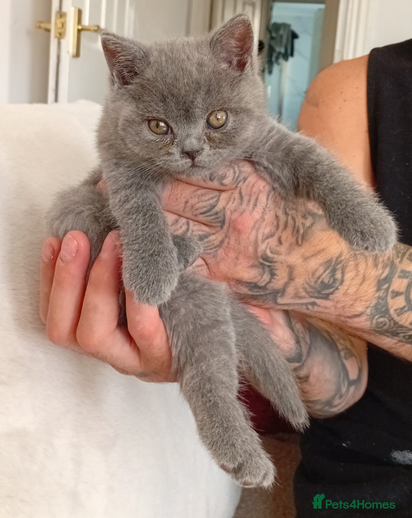 British Shorthair cats BRITISH SHORTHAIR - READY TO LEAVE  - Advert 3