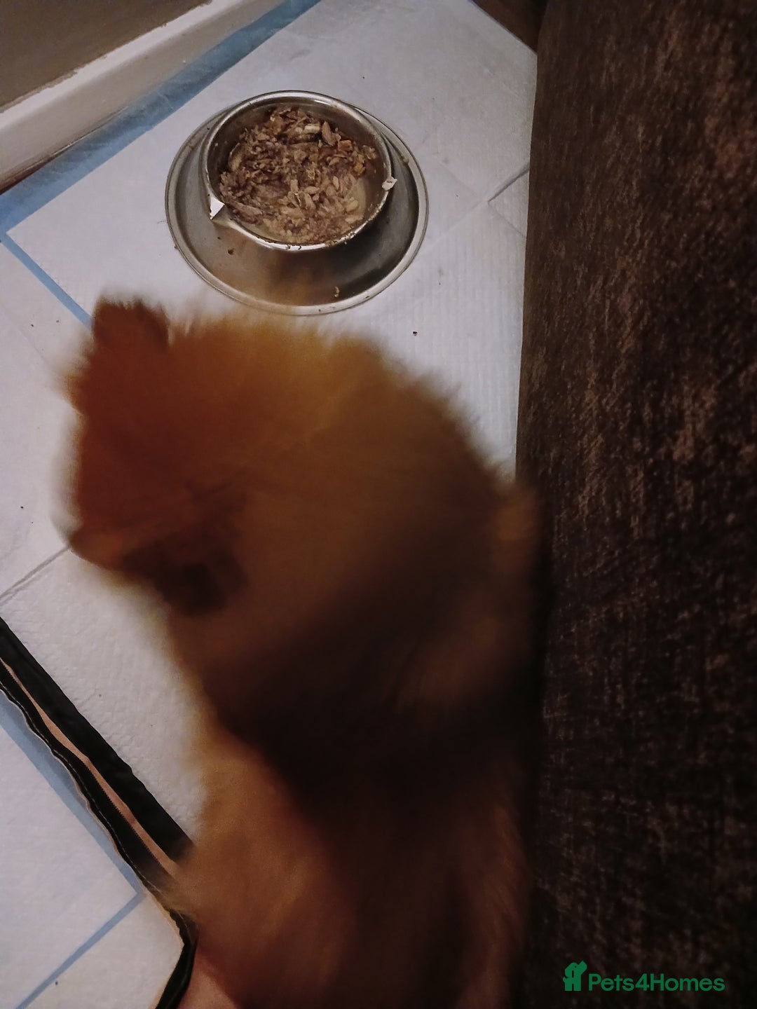 Pomeranian dogs for sale: Pomerian pups  - Image 5