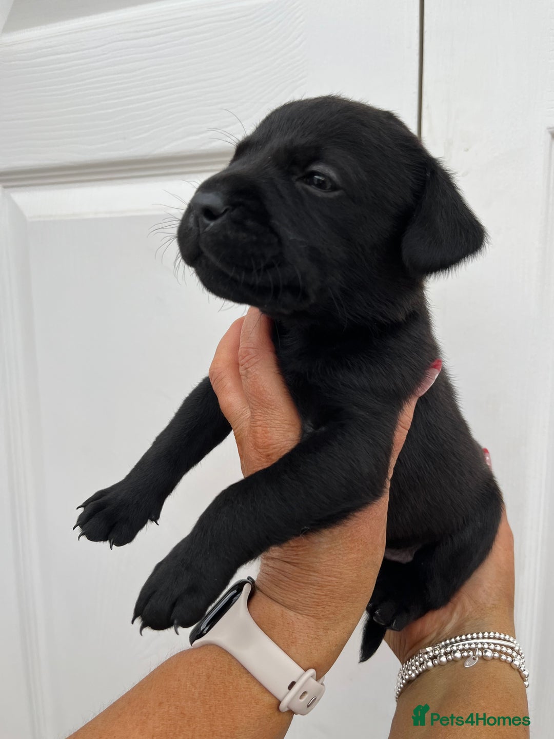 Mixed Breed dogs for sale: 4 week old puppies - Image 11