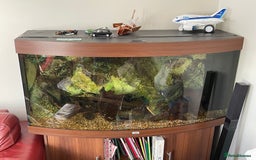 Cichlids fish for sale: Juwel 4ft tank and Tropheus Duboisi x2 - Image 3