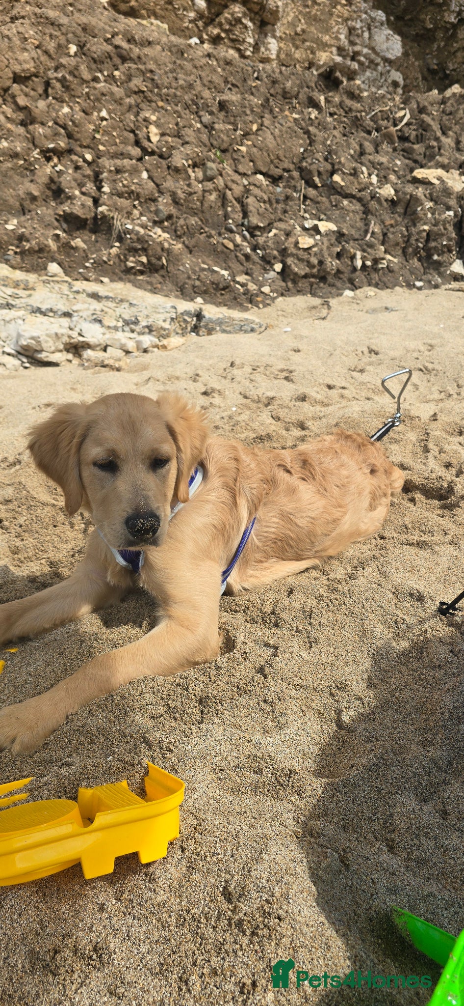 Golden Retriever dogs for sale: 19 week old golden retriever for sale  in York - Advert 3
