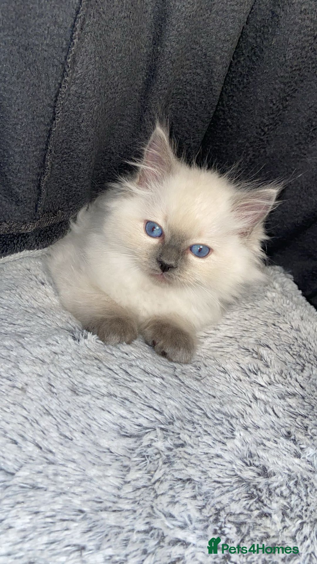 Ragdoll cats for sale: Cute Ragdoll kitten for sale ready for rehoming  - Advert 5