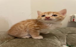 Mixed Breed cats for sale: kittens ready now  - Image 17