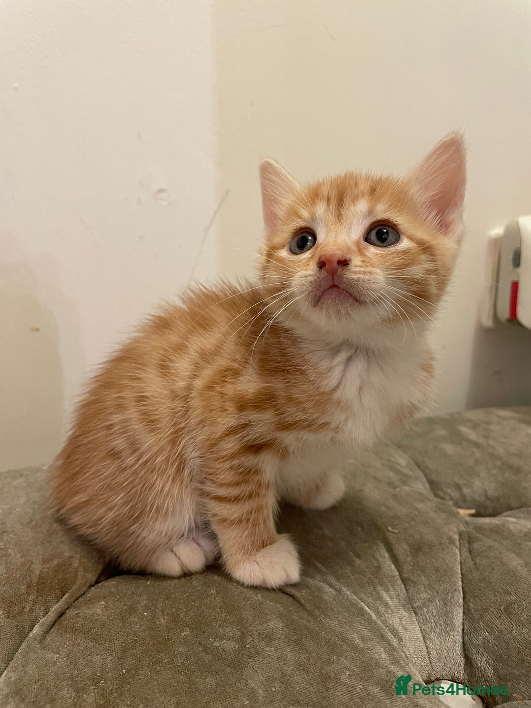 Mixed Breed cats for sale: kittens ready now  - Image 17