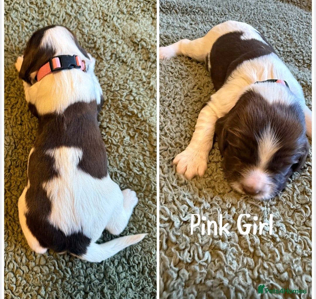 English Springer Spaniel dogs for sale: 🐶 6 x KC REG SPRINGER SPANIELS READY 30th OCT 🎃 - Image 11