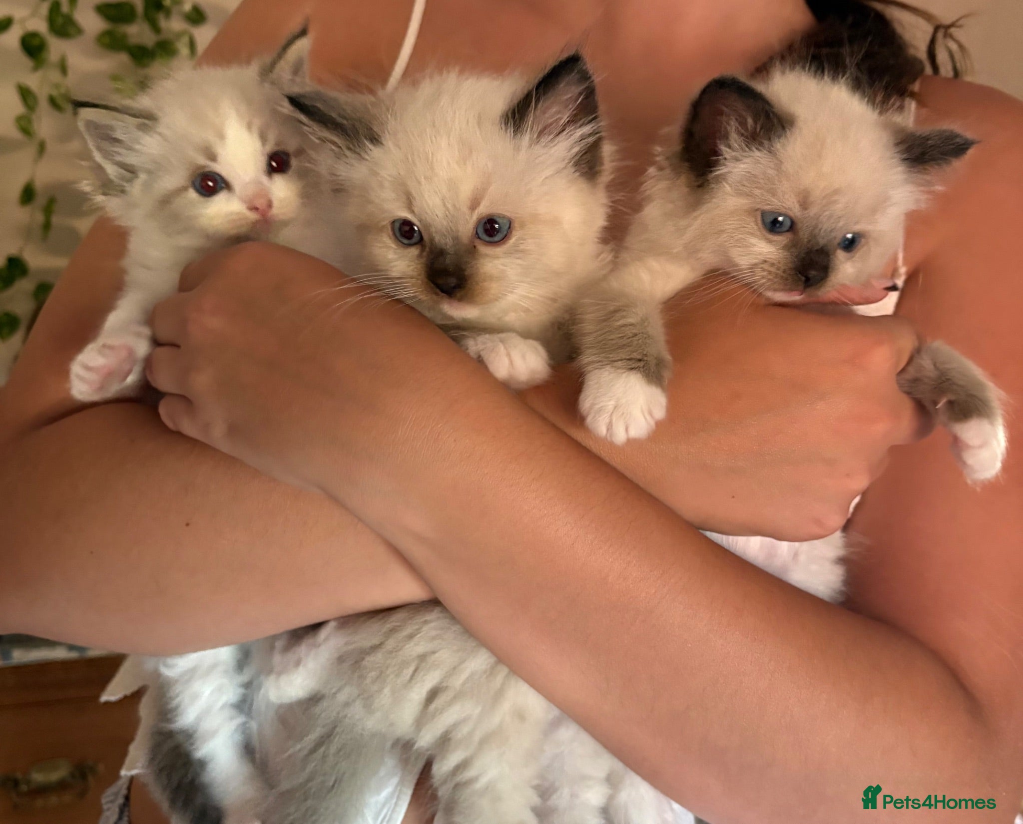 Ragdoll cats 💎 Stunning pedigree unique colour kittens   ✨💎 - Advert 6