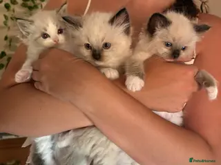 Ragdoll cats 💎 Stunning pedigree unique colour kittens ✨💎 - Advert 6