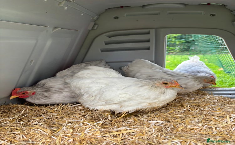 Chickens poultry - Advert 8