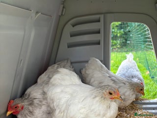 Chickens poultry - Advert 30