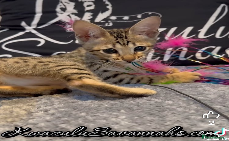 Savannah cats Exceptional Quality Tica Registr. Savannah Kittens - Advert 11