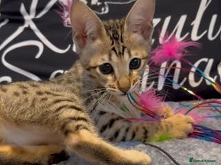 Savannah cats 12 Weeks Old 5*! -Exceptional Quality Tica Registr - Advert 2
