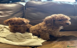 Toy Poodle dogs for sale: True Toy poodle puppies ready to leave  - Image 8