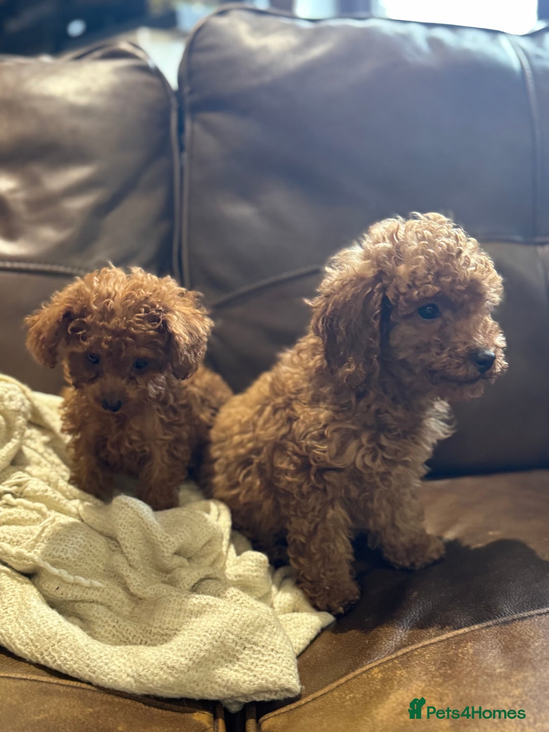 Toy Poodle dogs for sale: True Toy poodle puppies ready to leave  - Image 8