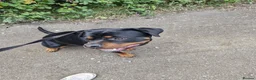 Rottweiler dogs for sale: Rottweiler - Advert 6