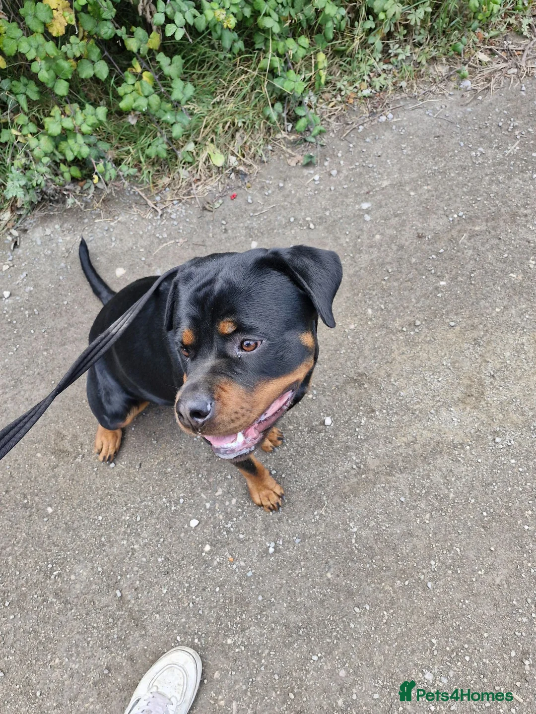 Rottweiler dogs for sale: Rottweiler - Advert 6