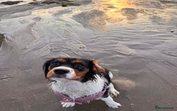 Cockalier dogs for sale: Rehoming Two Young Female Spaniels  - Image 26