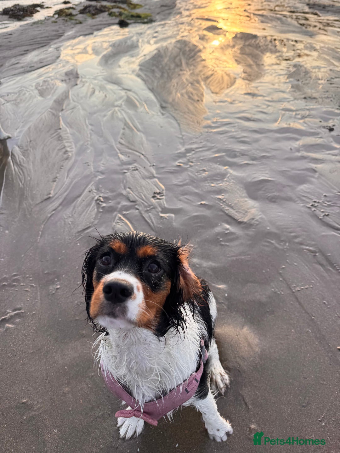 Cockalier dogs for sale: Rehoming Two Young Female Spaniels  - Image 26