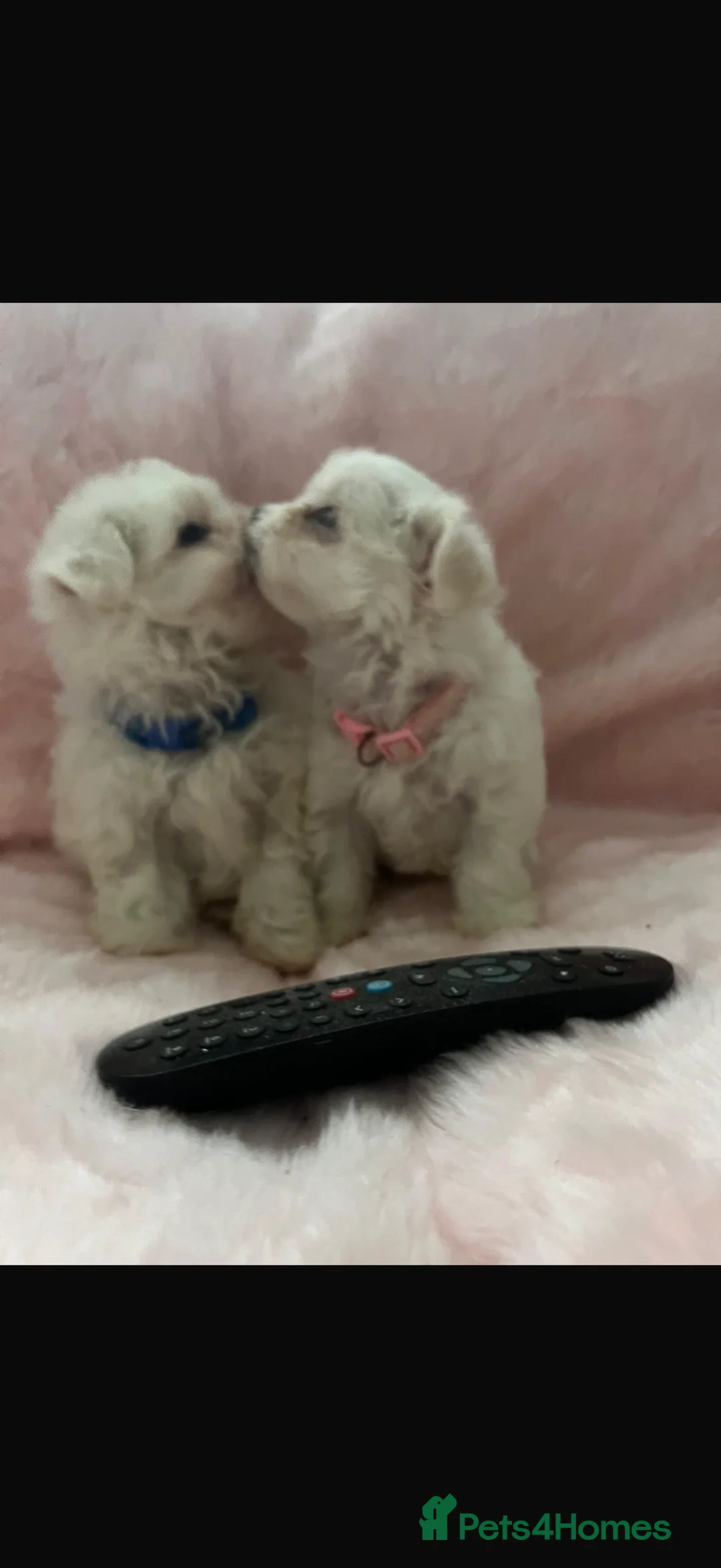 Maltese dogs for sale:  **  Maltese pups  - Advert 7