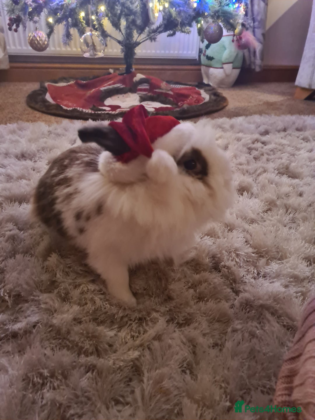 Lionhead rabbits for sale: LIONHEAD STUNNING  - Advert 2
