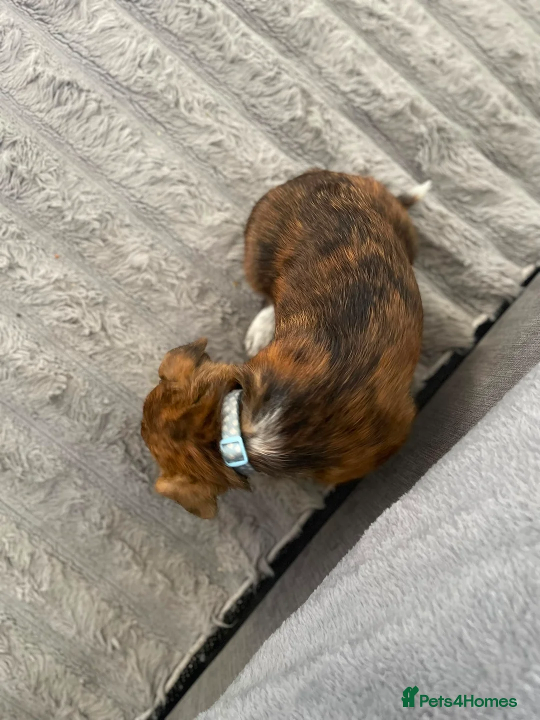 Patterdale Terrier dogs for sale: Puppy’s  in Walsall - Advert 10