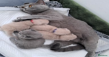British Shorthair cats - Advert 3