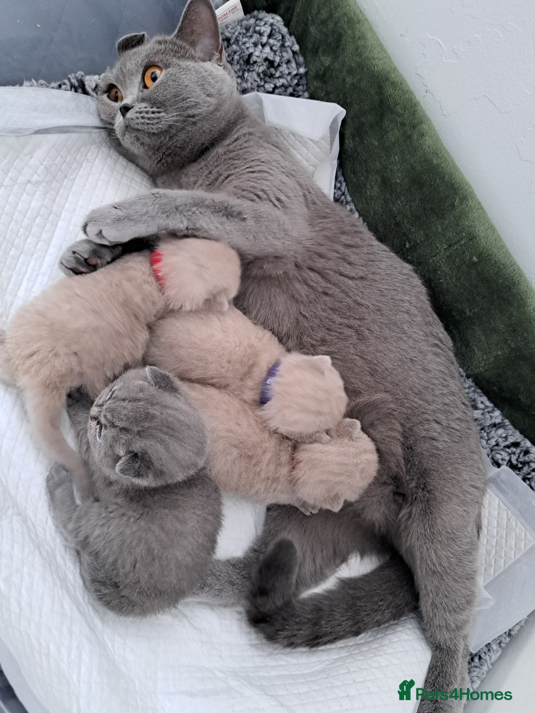 British Shorthair cats for sale: British Shorthair Lilac and Blue colour  - Image 3