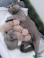 British Shorthair cats - Advert 11