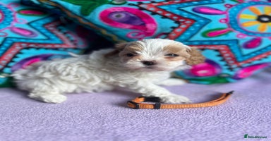 Maltipoo dogs - Advert 5