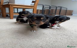 Welsh Collie dogs for sale: Welsh Collie (Tri Colour) Puppies for sale - Image 10