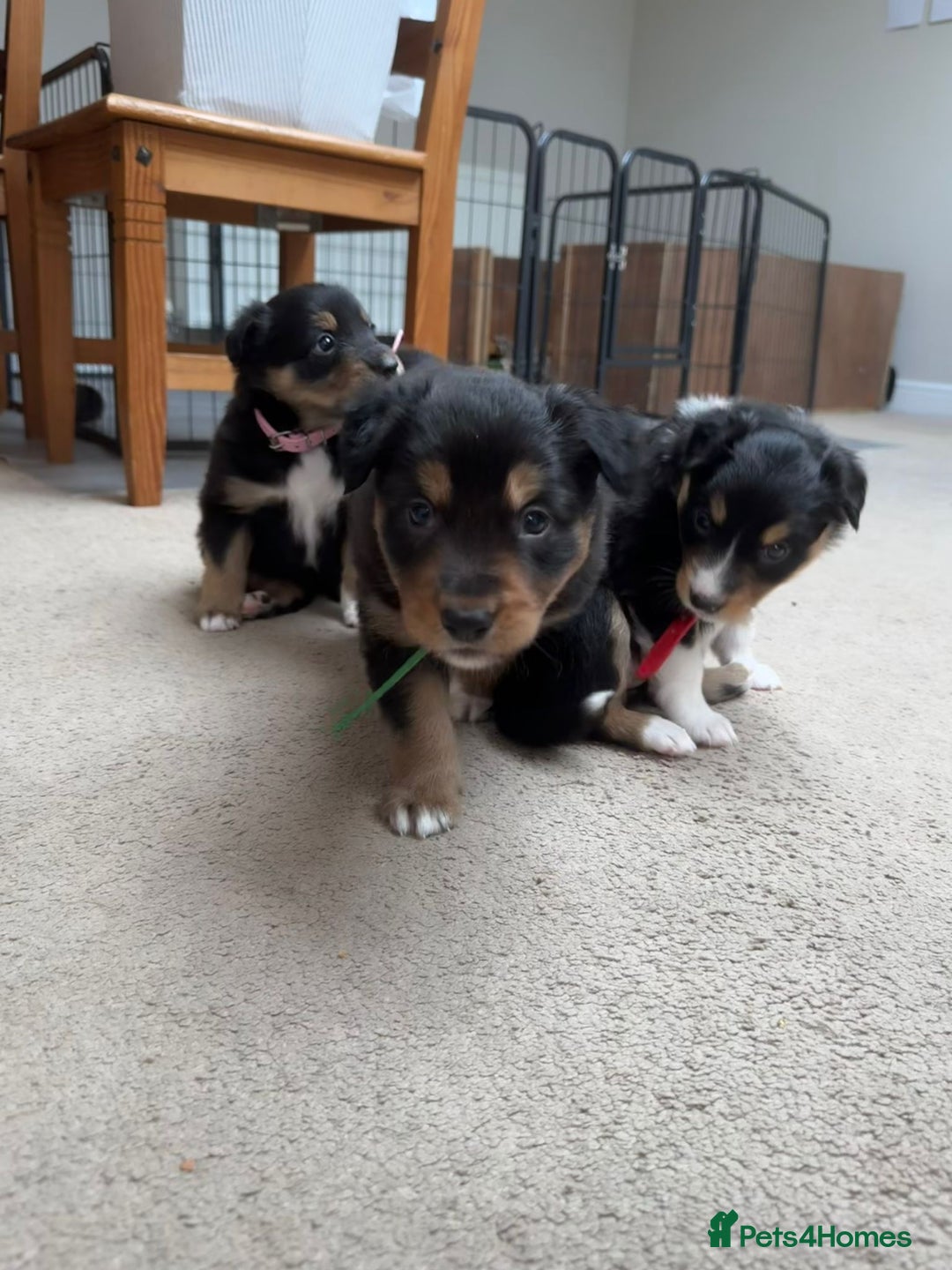 Welsh Collie dogs for sale: Welsh Collie (Tri Colour) Puppies for sale - Image 10