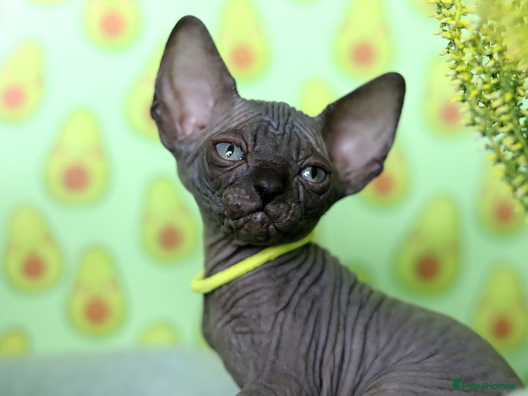 Sphynx cats for sale: Bloodline Sphynx Kittens  - Image 4