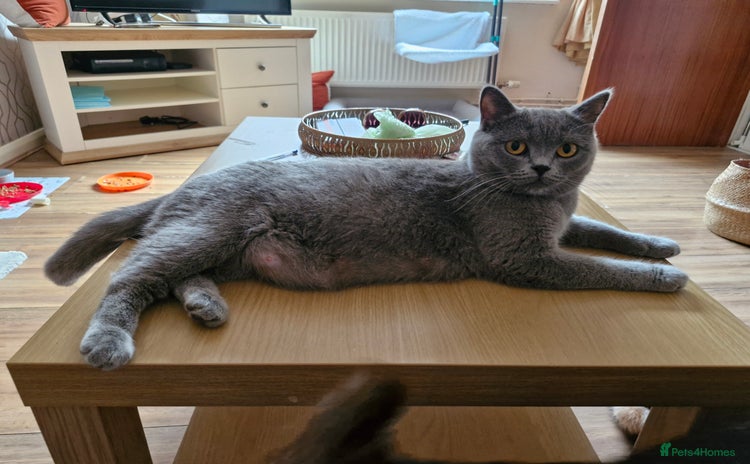 British Longhair cats - Advert 1