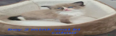 Ragdoll 2