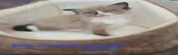 Ragdoll cats for sale: 5 Ragdoll kittens available 27/7/26 - Advert 4