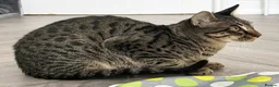 Savannah cats for sale: F6 SBT Savannah boy Koffee - Advert 4