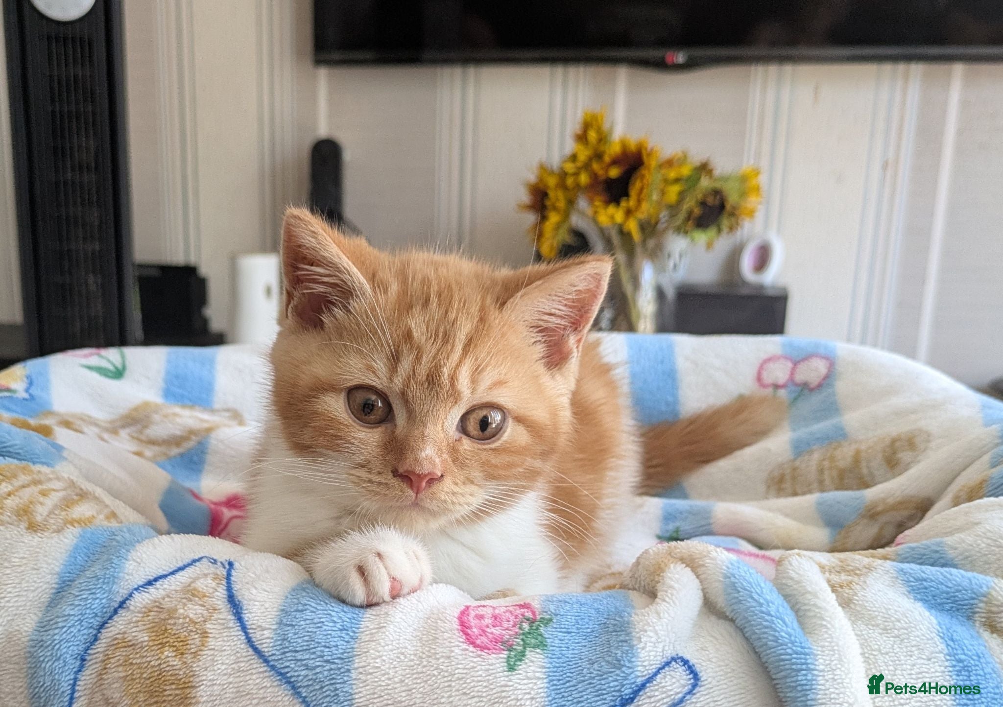 British Shorthair cats Gorgeous British shorthair kittens  - Advert 1