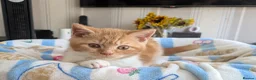 British Shorthair cats for sale: Gorgeous British shorthair kittens  - Advert 1