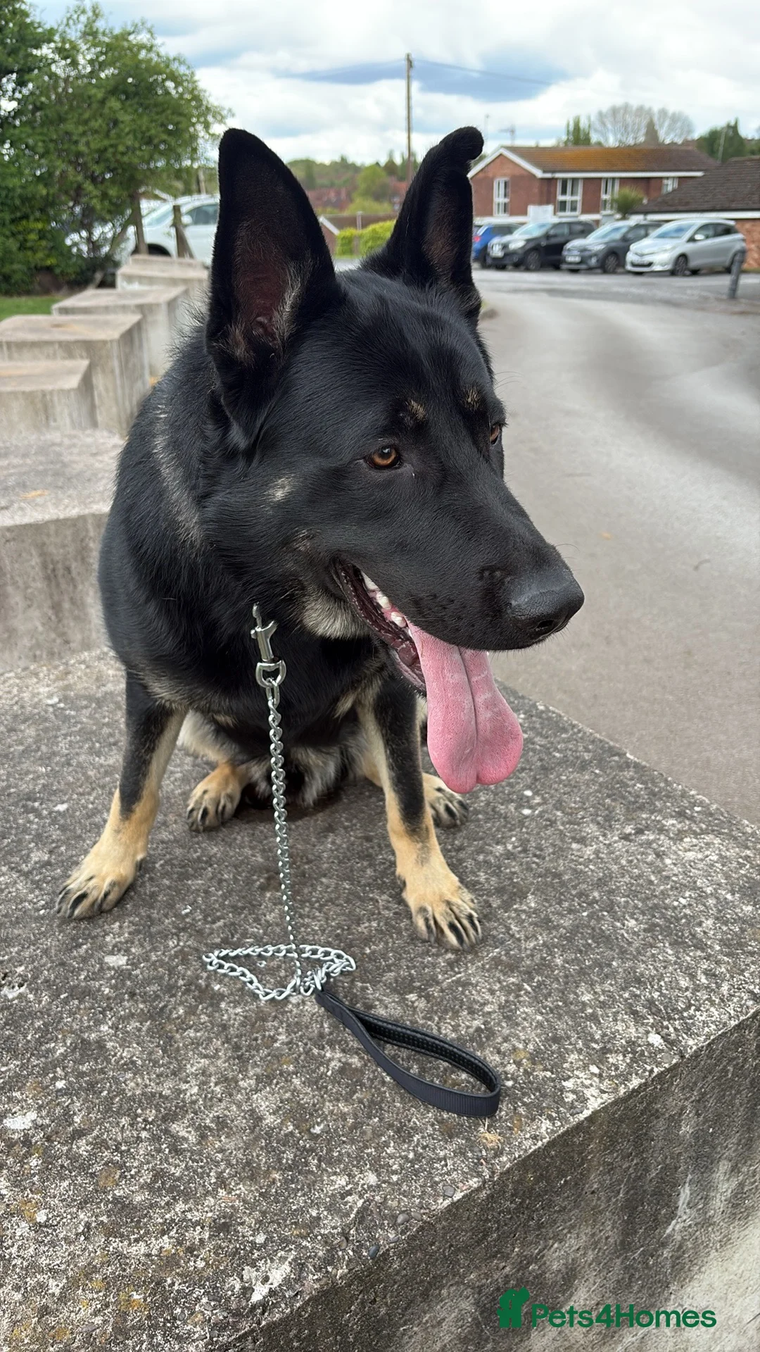 German Shepherd dogs for sale: Male German Shepard dog in Mansfield - Advert 5