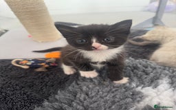 Ragdoll cats for sale: Beautiful Ragdoll kittens open to reasonable offer - Image 11