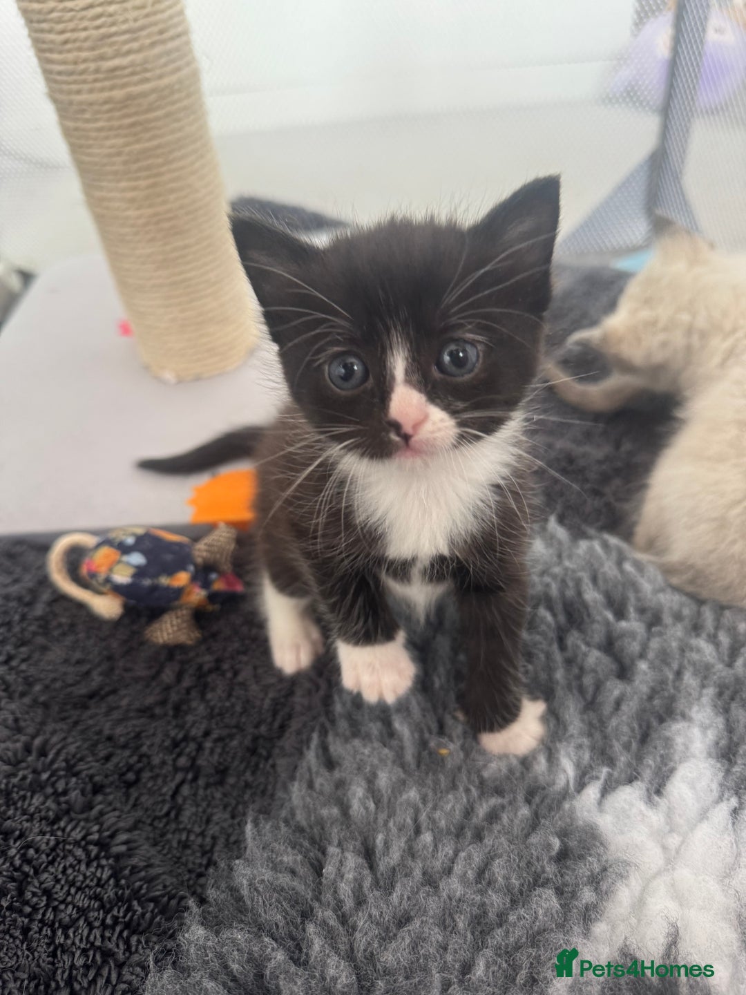 Ragdoll cats for sale: Beautiful Ragdoll kittens open to reasonable offer - Image 11