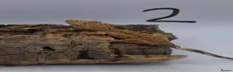 Gecko reptiles for sale: Crested and chahouas geckos - Advert 9