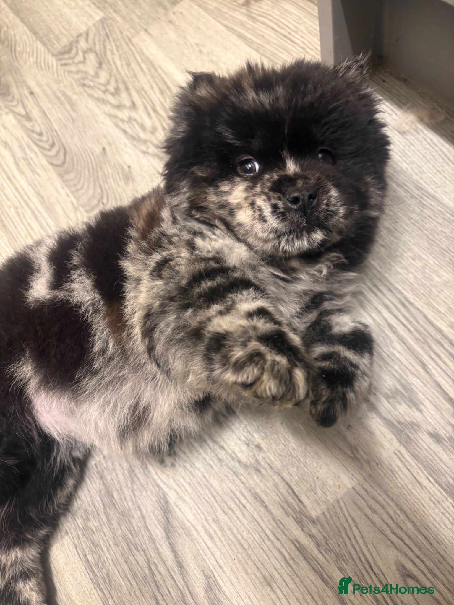 Chow Chow dogs Last black and white Merle ready to leave  - Advert 17