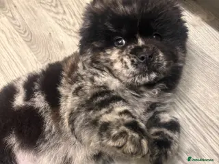Chow Chow dogs Last black and white Merle ready to leave - Advert 17