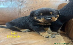 Rottweiler dogs for sale: German Rottweiler Puppies - Image 4
