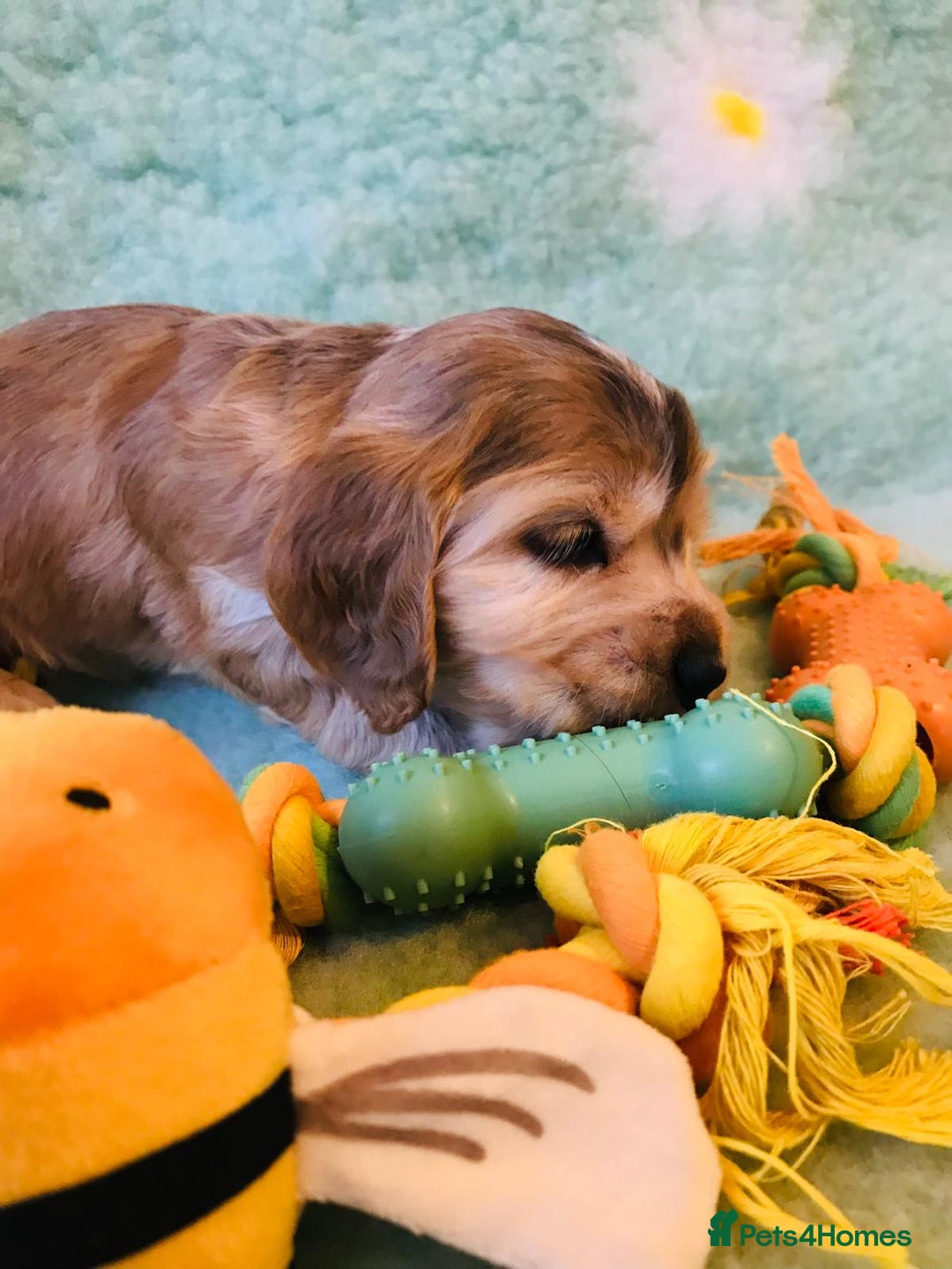 Cocker Spaniel dogs for sale: Show Type Health Tested, KC Reg puppies  - Image 9