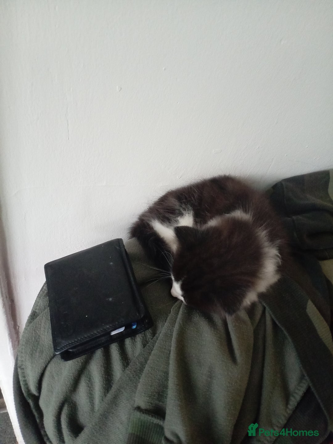 Mixed Breed cats for sale: Male kitten - Image 3