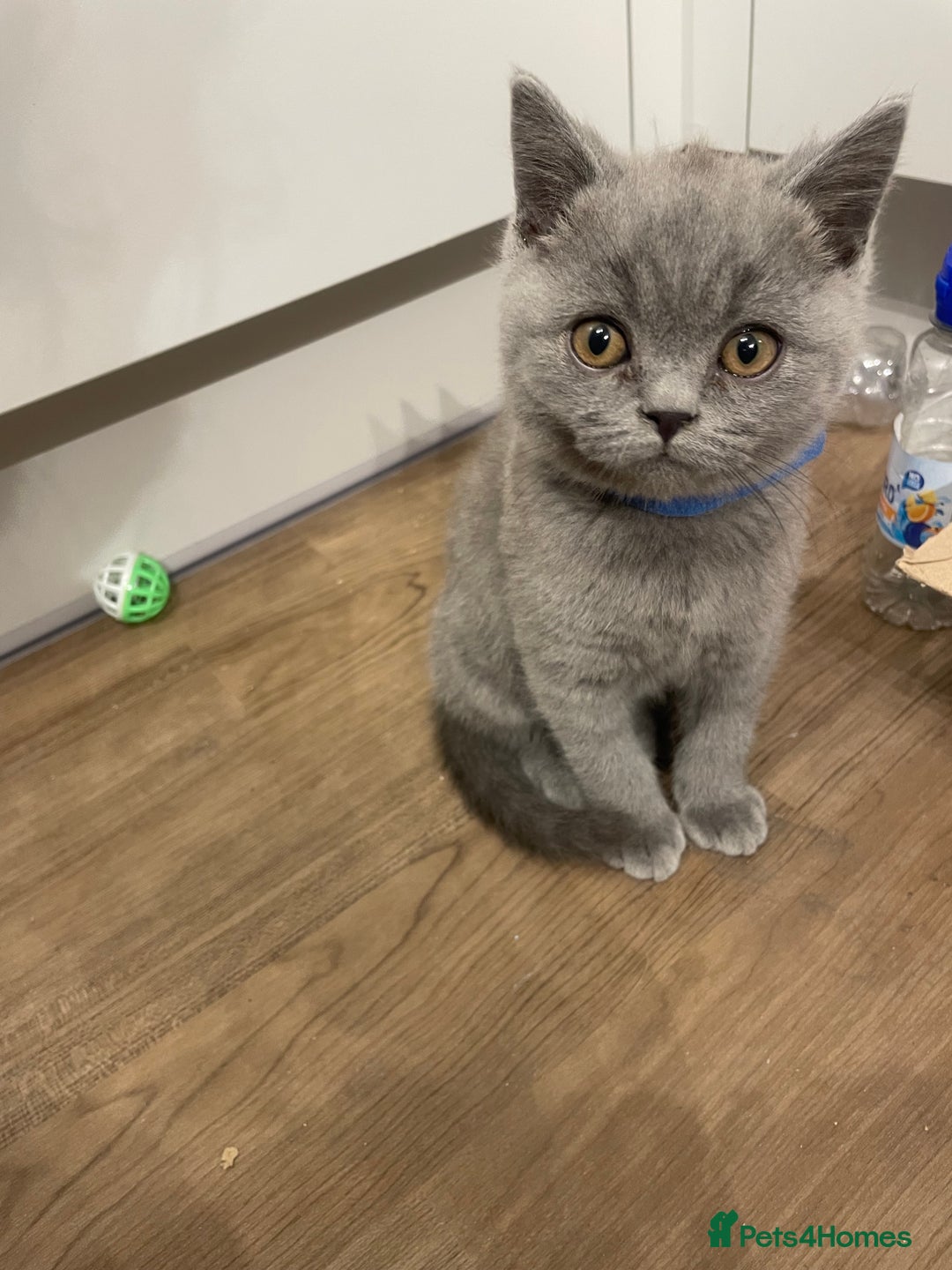 British Shorthair cats for sale:  British shorthair kittens Pedigree registered - Advert 13