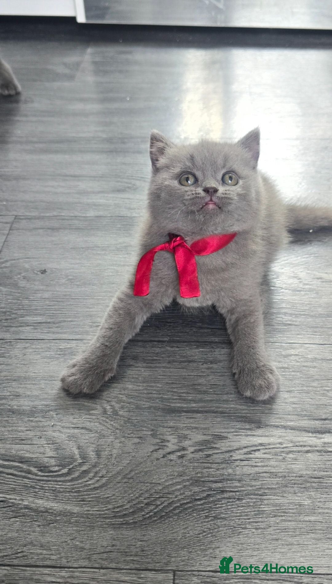 British Shorthair cats  British  Shorthair  kittens  - Advert 2