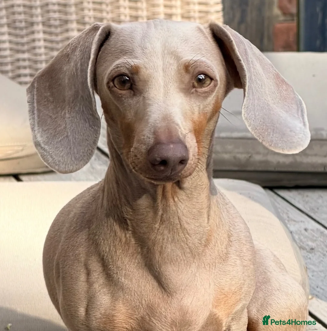 Miniature Dachshund dogs for sale: KC Isabella Dapple Miniature Dachshund - Advert 7