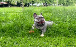 French Bulldog dogs for sale: Last of the litter female new shade isabella - Advert 3